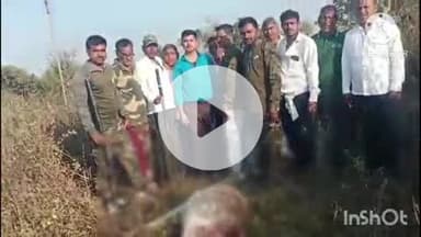 समुद्रपूर: भवानपुर येथे भरदुपारी गावाशेजारील पाण्याच्या टाकीजवळ गोऱ्यावर वाघाचा हल्ला:गोरा जागीच ठार