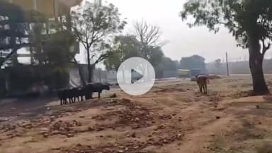 बीना: शिवाजी वार्ड में आवारा कुत्तों का आतंक, कुत्तों के हमले से गाय का बछड़ा घायल