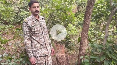 बंगाणा: धरूही में रिजर्व जंगल में अवैध खैर कटान, अज्ञात व्यक्ति के खिलाफ दर्ज हुआ मामला