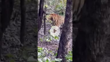 #tiger
