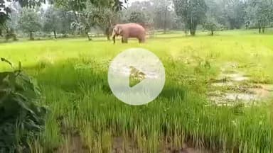 ତଲସରା: ପଞ୍ଚରା ସଂରକ୍ଷିତ ଜଙ୍ଗଲରେ ୨୩ ଟିକିଆ ବଣୁଆ ହାତୀ ପଲ ଜଗିଛି ବନ ବିଭାଗ