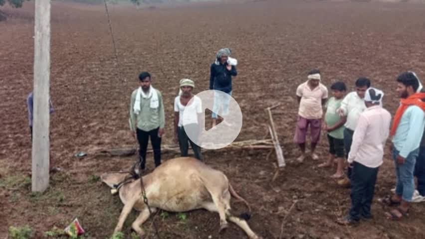 सौसर के निमनी के किसान के खेत में खंभे के तार में करंट से बैल की मौत 2साल  से मुआवाजा के लिए भटक रहा