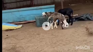 आटपाडी: करगणीत मेंढ्यांवर झालेल्या हल्ल्यानंतर साध्य फाउंडेशन संस्थापिका एडवोकेट विद्याताई मोठे यांची आर्थिक मदत