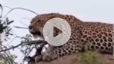 पंचकूला: रत्ताटिब्बी-बधोर गांव के पास दिखा तेंदुआ, वीडियो सोशल मीडिया पर वायरल