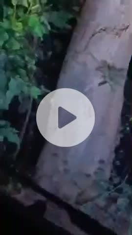 पीलीभीत: कुरैया गांव में तेंदुआ देखा गया, ग्रामीणों में दहशत, वीडियो भी हुआ वायरल