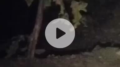 सिलवानी: सिलवानी-सियारमऊ मार्ग पर जंगल में बाघ दिखने का वीडियो वायरल