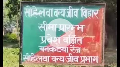 बलरामपुर: गनवरिया गांव के पास तेंदुए ने कुत्ते को बनाया निवाला, ग्रामीणों ने पिंजरा लगवाने और तेंदुए को पकड़वाने की की मांग