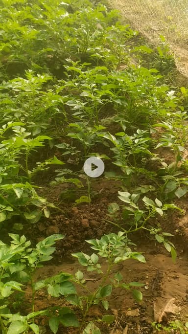 सब मिल गया आलू खाज रहा है