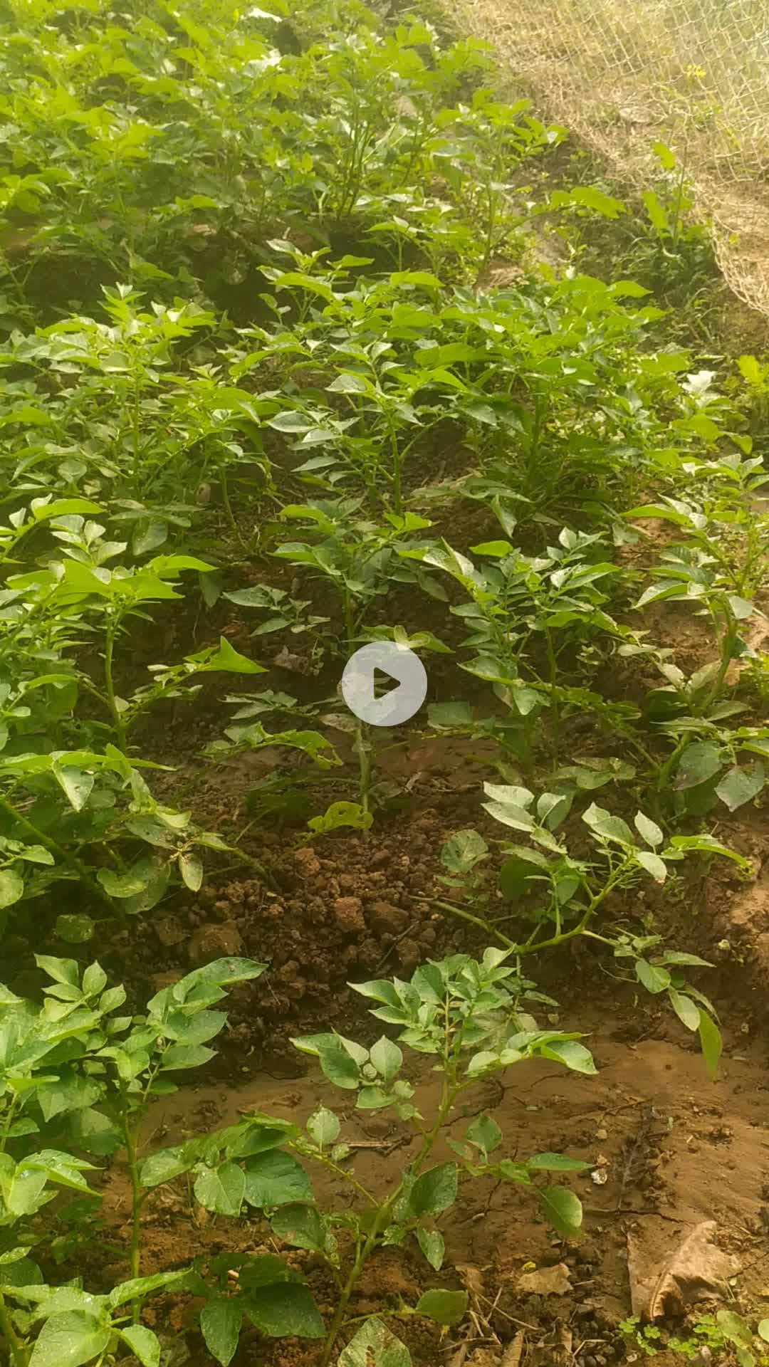 सब मिल गया आलू खाज रहा है