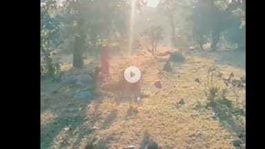 शिवपुरी: अमोला सब रेंज के जंगल में बाघ गणना शुरू, वन विभाग की टीम जंगल में उतरी