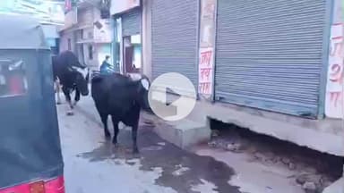 पडरौना: पड़रौना में छुट्टा सांड के कहर से 50 वर्षीय दिव्यांग की दर्दनाक मौत, परिवार पर टूटा दुखों का पहाड़