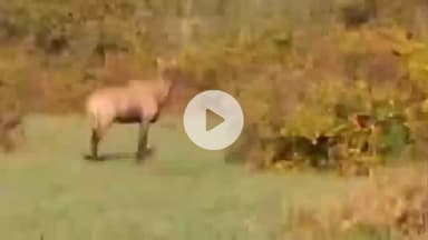 झांसी: बबीना ब्लॉक में नीलगाय का आतंक, किसान परेशान, खेतों में खड़ी फसल को कर रहे हैं बर्बाद