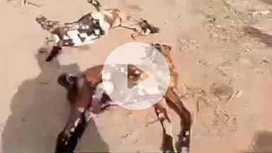 पंचकूला: रत्तेवाली गांव की नदी में संदिग्ध हालात में 9 बकरियों की मौत, पशुपालकों में रोष