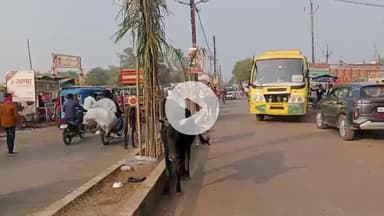 खरगापुर: खरगापुर चौराहा कुडीला रोड पर बैठे मवेशी, नगर पालिका कर्मचारी नहीं दे रहे ध्यान