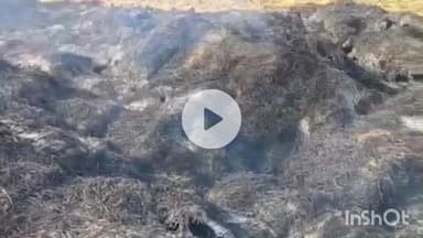 जमुई: मानपुर भलुवाही वाद में शरारती तत्वों ने धान लगे बिचाली में लगाई आग