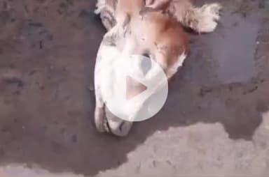 गाडरवारा: नगर परिषद साईंखेड़ा वार्ड 8 में सड़क पर बछड़े की मुंडी कटी मिली, नागरिकों ने उठाए सवाल