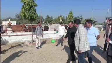 राजसमंद: राजसमंद के कलक्टर ने केलवा के श्री नवल श्याम कृष्ण गौशाला में की गौ-सेवा