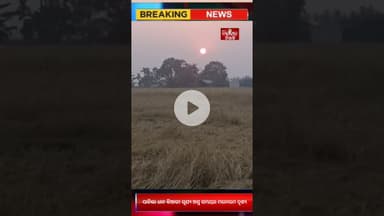 ପାଚିଲା ଧାନ କିଆରୀ ସୂଯ୍ୟ ଅସ୍ତ ସମୟର ମନୋରମ ଦୃଶ୍ୟ #jindabadniali #news #odia #viral #viralreel