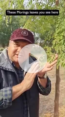 सहजन मोरिंगा की खेती एवं पत्ती के फायदे