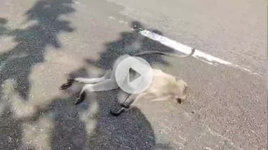 केसली: नीम घाटी पर तेज रफ्तार से बंदर की मौत, सड़क हादसा