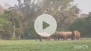 భామిని మండలంలో ఏనుగుల సంచారం