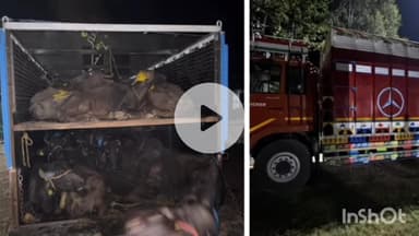 सलूम्बर: सलूम्बर में 80 भैंसों से भरे दो ट्रक किए गए जब्त, चालक गिरफ्तार