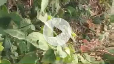 बलरामपुर: महराजगंजतराई के भभरी गांव में विशालकाय अजगर दिखाई देने से ग्रामीणों में हड़कंप, वन कर्मियों ने उसे पकड़कर जंगल में छोड़ा