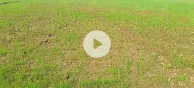 बिथान: अनुमंडल क्षेत्र में यूरिया खाद की कालाबाजारी और मौसम की बेरुखी से गेहूं उत्पादक किसान चिंतित