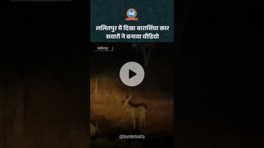 ललितपुर में दिखा बारासिंघा कार सवारों ने बनाया वीडियो