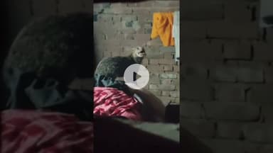 फतेहाबाद के तड़ावली गांव में घर में घुसी जंगली बिल्ली, वन विभाग ने किया रेस्क्यू