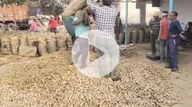 फर्रुखाबाद: एशिया की सबसे बड़ी सातनपुर आलू मंडी में करीब 50,000 पैकेट आलू की हुई आवक, आलू का भाव ₹300-₹381 प्रति पैकेट
