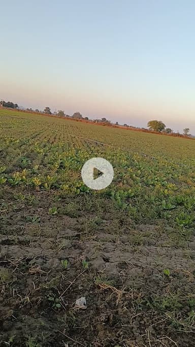 masur aur chana khet mein@