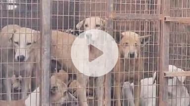 फर्रुखाबाद: जिला अस्पताल लोहिया से बंध्याकरण के लिए टीम ने करीब एक दर्जन कुत्तों को पकड़कर ले गई