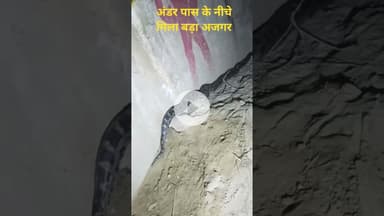 अमेठी में अंडर पास के नीचे मिला बड़ा अजगर #shorts #snake #wildsnake