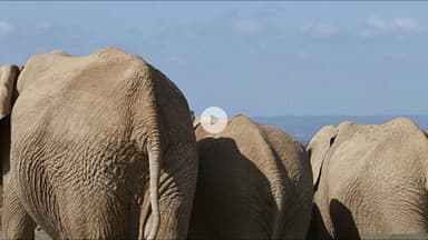 पीरटांड: रातडीह गांव में हाथियों का उत्पात, फसलों और संपत्ति को नुकसान, पीड़ितों ने प्रशासन को दी जानकारी