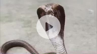 महेशपुर: महेशपुर-बाजारपाड़ा में बासुकी तिवारी के घर से निकला कोबरा सांप, रेस्क्यू टीम ने पकड़कर जंगल में छोड़ा