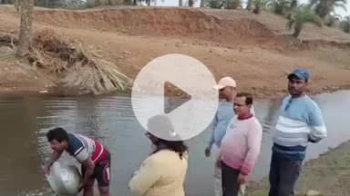 पाकुड़: पाकुड़ के सोनाजोडी पतरापाड़ा की बंद खदानों में पदाधिकारी ने मत्स्य अंगुलिकाओं का कराया संचयन