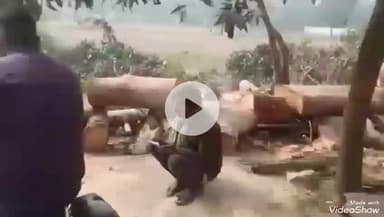 मिर्ज़ापुर: शाहपुर चौसा में अंधाधुंध हरे पेड़ों की कटाई, रिपब्लिकन पार्टी ऑफ इंडिया के जिलाध्यक्ष ने डीएफओ से की शिकायत