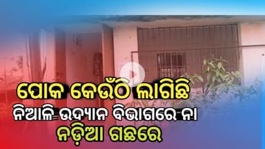 Niali :ଉଦ୍ୟାନ ବିଭାଗ ରେ ଲାଗୁଛି ନଡ଼ିଆ ଗଛରେ ପୋକ ଚାଷୀ ଶିଖିବେ କଣ ଆଉ ବୁଝିବେ କଣ ??