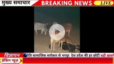 थाना मड़िहान व राजगढ़ की संयुक्त पुलिस टीम द्वारा एक गो-तस्कर पुलिस मुठभेड़ में घायल/गिरफ्तार, मौके से पैदल जंगल के रास्