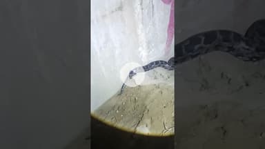 #amethi मुसाफिरखाना के मठाभुसुंडा में रेलवे अंडर ब्रिज के नीचे दिखा विशालकाय अजगर#Wildsnake