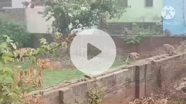 बक्सर: शहर में बंदरों से निजात दिलाने के लिए अभियान शुरू, 80 बंदर पकड़े गए