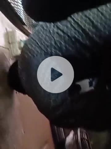 raghopur mein Aisa hal hai Tare nahin badhata Hai