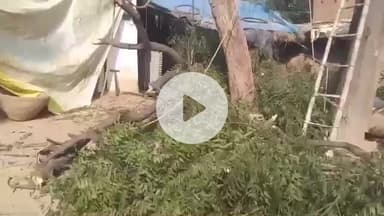 हंडिया: फूलपुुर: निभापुर–प्रतापपुर सर्कल में हरे पेड़ों का अवैध कटान जारी है