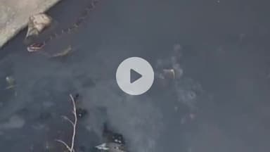 रुद्रपुर: देवरिया में दहशत! अमेठी चौराहे के पास विशालकाय अजगर दिखा, वीडियो हुआ वायरल