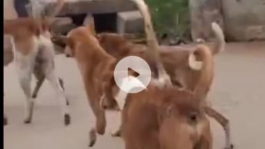 सासाराम: सासाराम में पागल कुत्ते के आतंक से 15 लोग हुए घायल