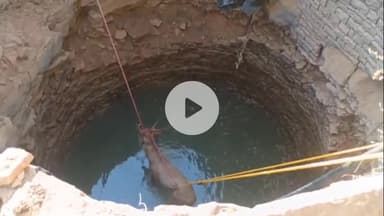 झालरापाटन: सारोला वन क्षेत्र के ग्राम खेरखेड़ा में बिना मुंडेर के कुएं में गिरे सांभर का रेस्क्यू कर सुरक्षित जंगल में छोड़ा गया