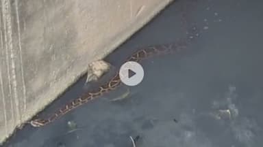 #अमेठी चौराहे के पास दिखा विशालकाय अजगर,  #ytshortsvideo #viralreels  #fbreels #deoriaup52 #deoria