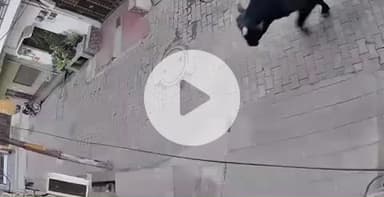 बुलंदशहर: नगर क्षेत्र के दुर्गापुरम में छुट्टा पशुओं का आतंक, आवारा सांड ने वृद्ध को उठाकर पटका, घटना का वीडियो हुआ वायरल