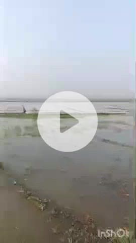 जसराना: गांव मंडनपुर में हाथरस रजवाहा ओवरफ्लो होने के कारण किसानों के खेतों में घुसा पानी